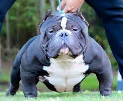 Extreme Bully American Bully Pocket Bully Breeds Dogs American Bully