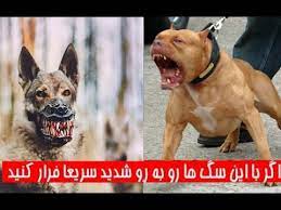 Maybe you would like to learn more about one of these? Ù‡Ø´Øª ØªØ§ Ø§Ø² Ø®Ø·Ø±Ù†Ø§Ú© ØªØ±ÛŒÙ† Ù†Ú˜Ø§Ø¯ Ø³Ú¯ Ù‡Ø§ Ø¯Ø± Ø¬Ù‡Ø§Ù† Youtube