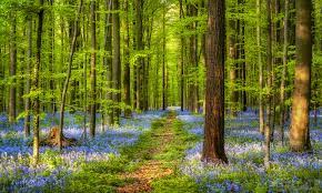 Wallpaper | Spring | photo | picture | nature, spring, forest, forest, Bells