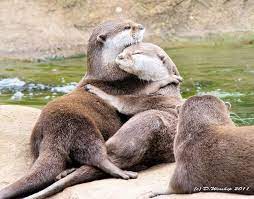 They Love To Snuggle Otters Hugging Animal Hugs Cute Animals With Funny Captions
