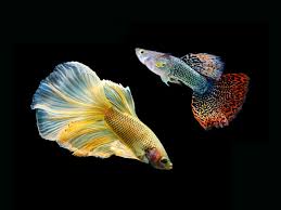If you want to put guppies in with the betta make sure they aren't the fancy males with the long tails and keep 3 females per one male. Betta Fish And Guppies Can They Live Together Ultimatebettas