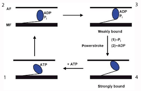 sliding filament theory sarcomere muscle contraction