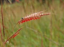 Image result for Andropogon perligulatus