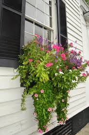 These plants grow best in the shade, but if your window box is located on the sunny side of your home, then you will still be able to grow begonias. The Best Trailing Plants For Window Boxes Bless My Weeds