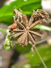 Image result for Adenostemma mauritianum