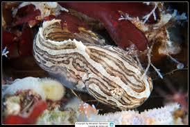 Image result for Liparis