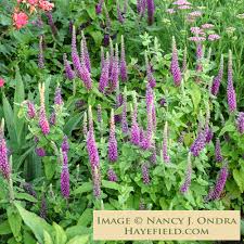 Image result for Teucrium