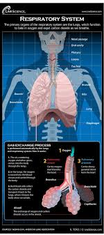 Diagram Of The Human Respiratory System Infographic Human Respiratory System Respiratory System Human Anatomy And Physiology