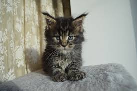 Our pedigreed european maine coon kittens and cats are treated like royalty, have the run of the me form amazing friendships with top maine coon cat breeders from all over europe. 11 Surprising Facts About Maine Coon Cats The Dog People By Rover Com