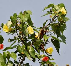 Image result for Thespesia