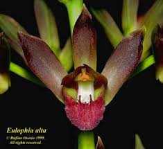 Image result for Eulophia schweinfurthii