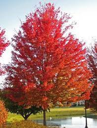 Silver Maple Tree Live Tree Beautiful Red Fall Colors Etsy In 2021 Silver Maple Tree Shade Trees Red Maple Tree