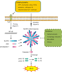 It uses chromium's blink most things like html5 and microsoft's trident for web pages work best in internet explorer. Targeting Nlrp3 Inflammasome In Inflammatory Bowel Disease Putting Out The Fire Of Inflammation Springerlink