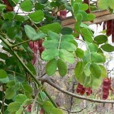 Image result for Albizia antunesiana