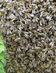 Image result for Thesium wilczekianum