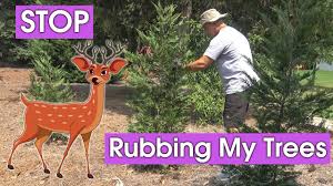 Have you noticed deer rub damage to your trees? Deer Rubbing Trees And Cypress Bushes Youtube
