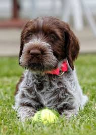 Image result for griffon korthalsův