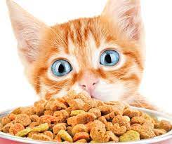 Best Dry Kitten Food Discover The Best Dry Food For Kittens Kitten Food Kitten Kitten Treats