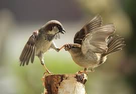 Friendship Bird Holding Friends Mouth So It Wont Say The Wrong Thing Komik Hayvan Fotograflari Cok Sirin Hayvanlar Ve Komik Hayvanlar