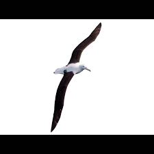 Northern Royal Albatross (Diomedea sanfordi) identification - Birda