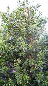 Image result for Conocarpus erectus