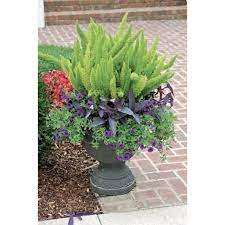Foxtail Fern Urn 10in Walmart Com Walmart Com