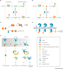 In this article, we review five examples of translation is often referred to as the last step of the central dogma of biology, whereby dna is converted to rna and then to protein. Protein Language Post Translational Modifications Talking To Each Other Trends In Plant Science