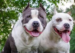american staffordshire terrier amstaff dog breed info videos faqs bully breeds dogs american pitbull terrier dog breed info