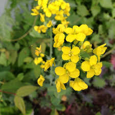 Your yellow flower vine stock images are ready. Broccoli Bolting Prevent Bolting Plants Family Food Garden