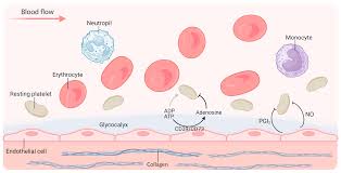 Image result for Platelet Dysfunction