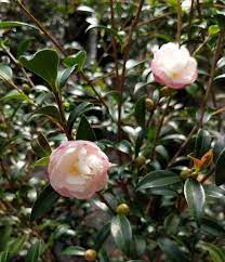Camellia Sasanqua Paradise Little Liane Camellia Camellia Flower Growing Shrubs