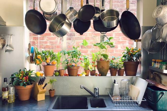 Image result for plants in kitchen",nari