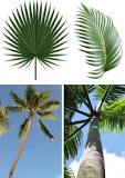 Image result