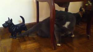 Feline Hyperesthesia Syndrome Symptoms And Treatment Lovetoknow