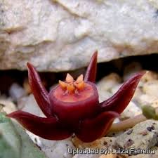 Image result for Emilia caespitosa