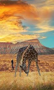 Explore the natural beauty of africa. African Giraffe Animals Beautiful Animals Giraffe