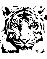 Tiger Stencil Kedi