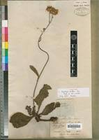 Image result for Berkheya setifera