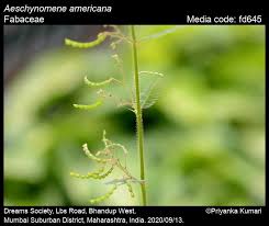 Image result for Aeschynomene sp. B