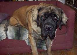 This works for the chin length to long. Imperfect But Worthy This Forum Is Brought To You By The Mastiff Sweet Spot And Friends Of The Forum Im Not Perfect Bull Mastiff Mastiffs