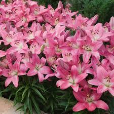 Our price $59.95 quantity buy 1 for view cart / checkout. Pink Carpet Border Lilies Breck S