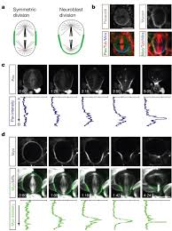 Both daughter cells traffic and exocytose membrane at the cleavage furrow during mammalian cytokinesis. A Spindle Independent Cleavage Furrow Positioning Pathway Nature