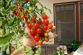 A kitchen garden doesn't have to be right outside the kitchen door, but the closer it is, the better. 7 Steps To A Kitchen Garden In A Small Apartment