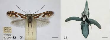 Image result for Phyllonorycter leucographellus