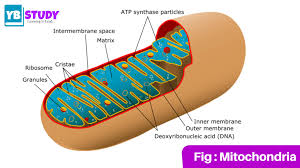 It is surrounded by outermost cell wall and made up of cellulose. Plant Cell Defination Structure And Functions Types