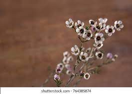 Chamelaucium Flower Quotes Best Flower Wallpaper