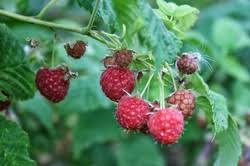 Image result for Rubus iringanus