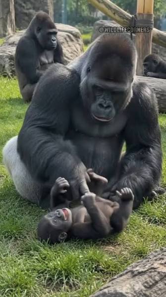 People everywhere are absolutely loving this gorilla. Just wait till he  turns around and you will know why 😮 Check the comments 👇👇