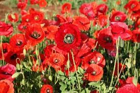 Corn Red Poppy Flower Seeds You Can T Go Wrong With These Beautiful Red Flowers Grow In Your Garden Or Yard Poppy Flower Seeds Wholesale Flowers Flower Seeds