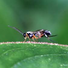 Image result for Diplazium humbertii